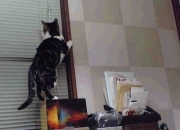 开云官网-1.休城风暴，火箭末节一波流横扫国王，马克西演绎王者压制