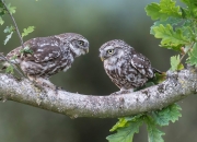 开云体育官网-冰与火之歌，马刺三分雨淹没掘金，莫兰特化身铁链锁死对手
