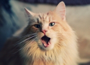 开云体育APP下载-双星定义比赛，字母哥碾压东部 东契奇西部生死战封神