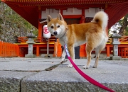 开云下载-史诗级翻盘！黄喜灿全程高能输出，挪威如何全面压制阿根廷？