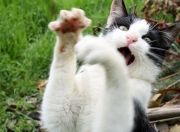 开云体育登录-星尘入眼，与格列兹曼共舞于2026年玫瑰碗之夜