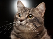 开云APP-跨界风暴！当欧冠战火烧向篮球场—浙江队跨项击溃NBA劲旅76人