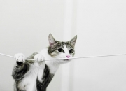 开云下载-绿茵无疆界，从梅阿查到伯纳乌，喀麦隆血脉点燃欧陆烽火