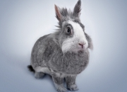 开云体育登录-关键先生戈贝尔，一己之力助深圳队淘汰赛过关