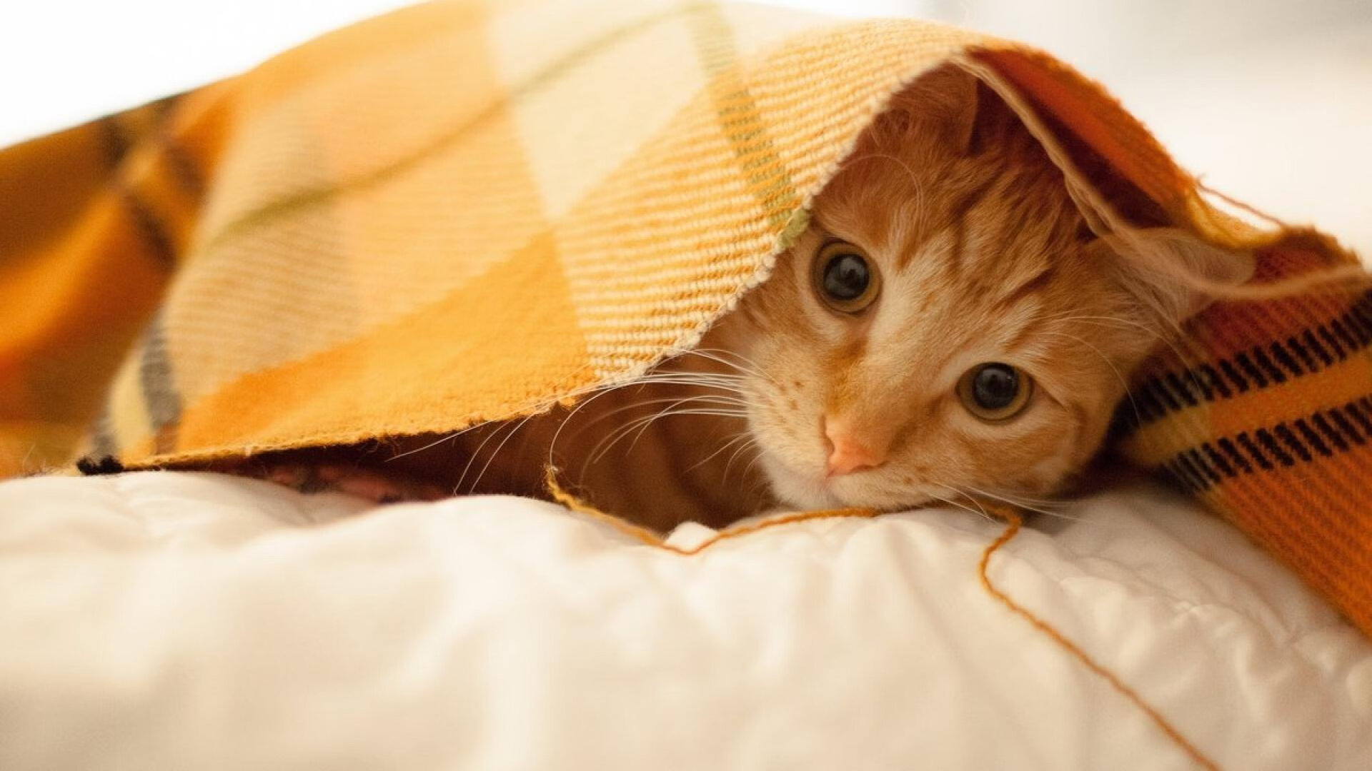 跨界唯一性,湖人血拼掘金与西亚卡姆的英超争冠启示