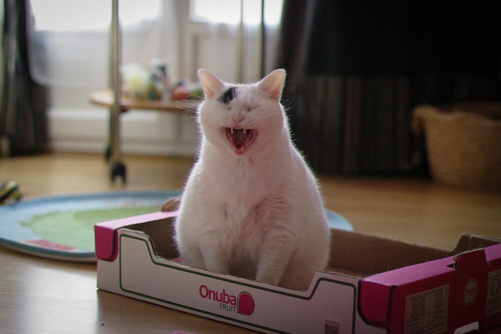 拉梅洛·鲍尔，总决赛夜的天才独舞