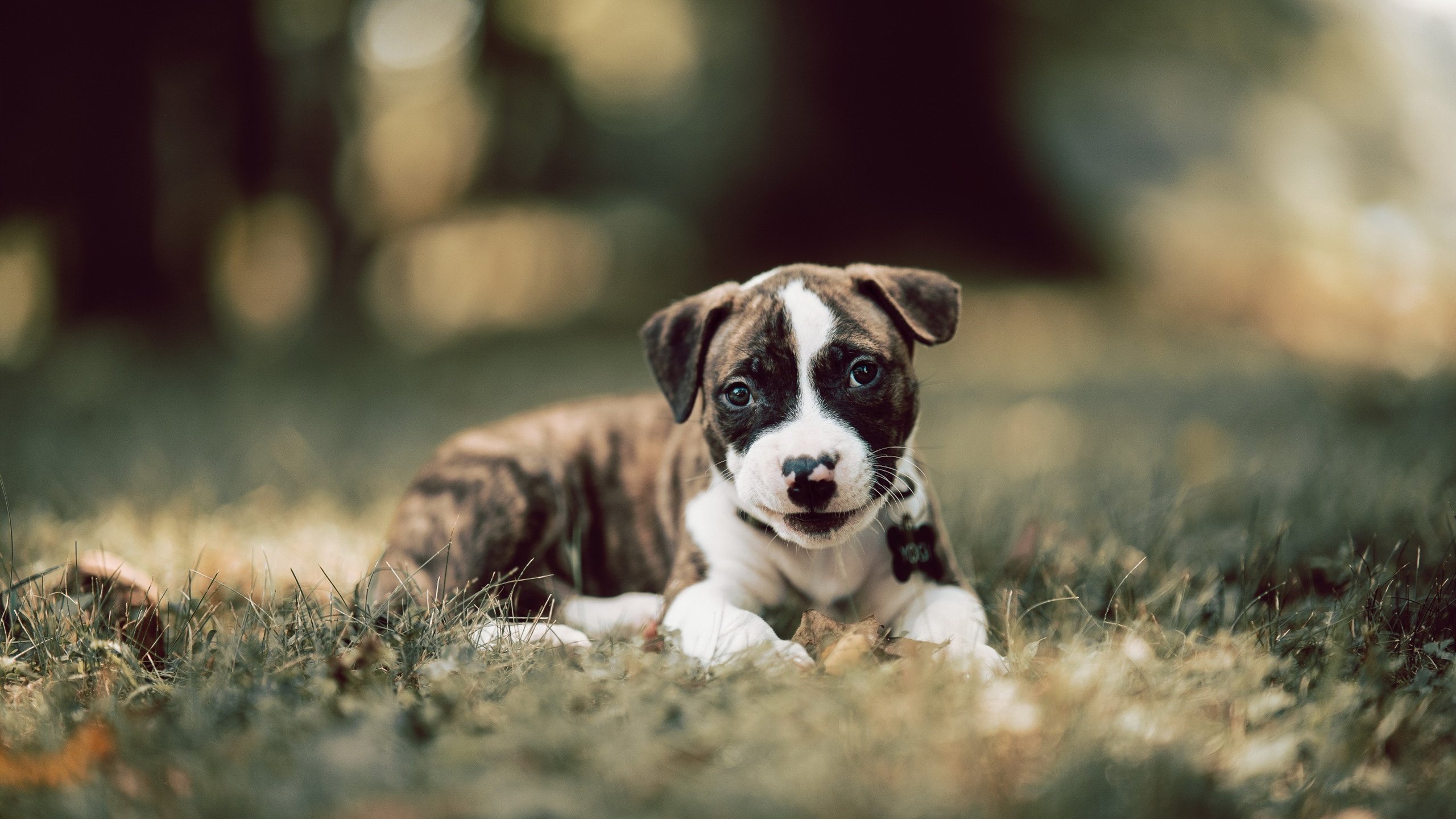 奥利维耶，以冰封之姿，筑起加拿大通往胜利的北境长城