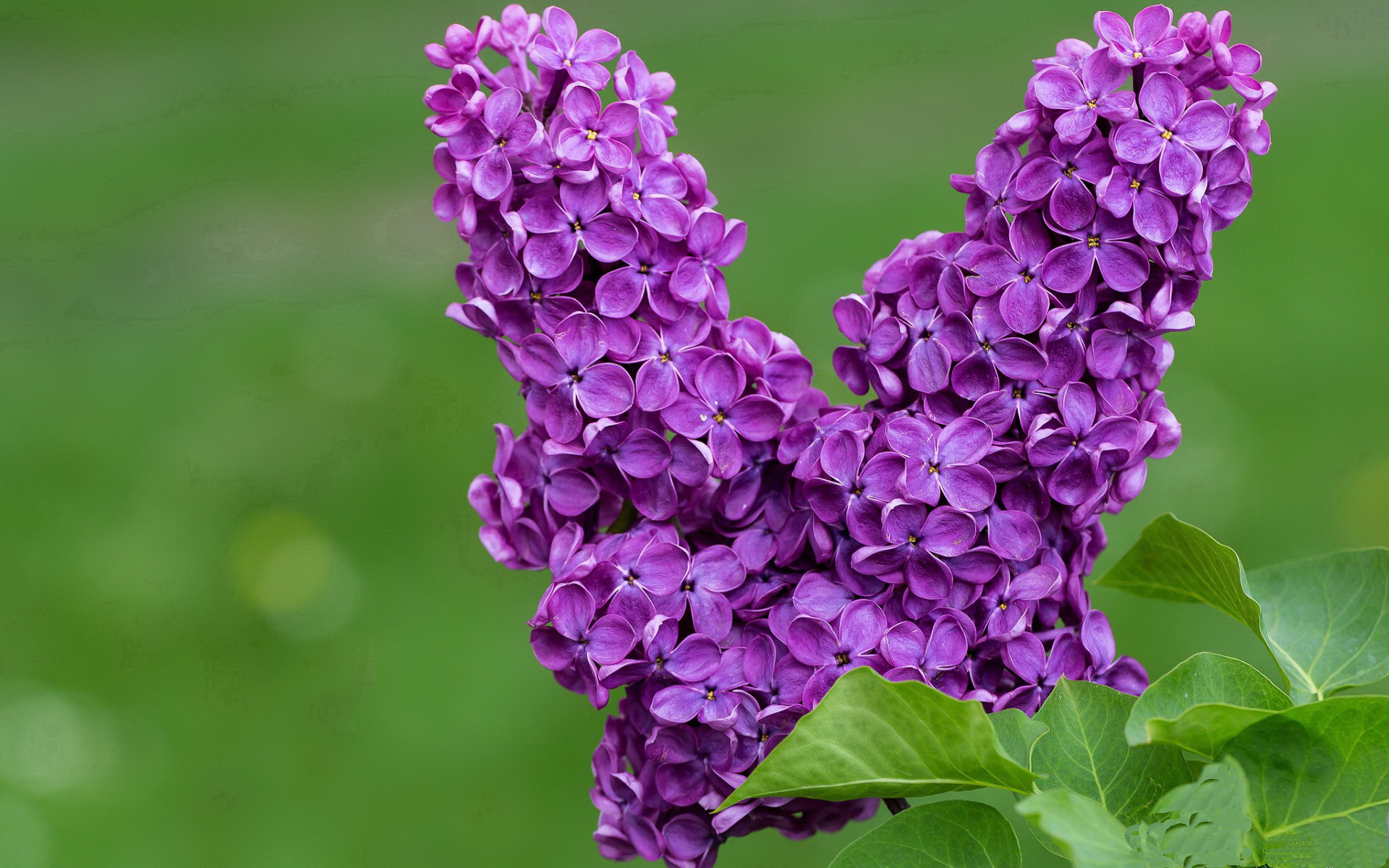 跨越太平洋的遥控器,当德罗赞在洛杉矶执掌深圳命脉