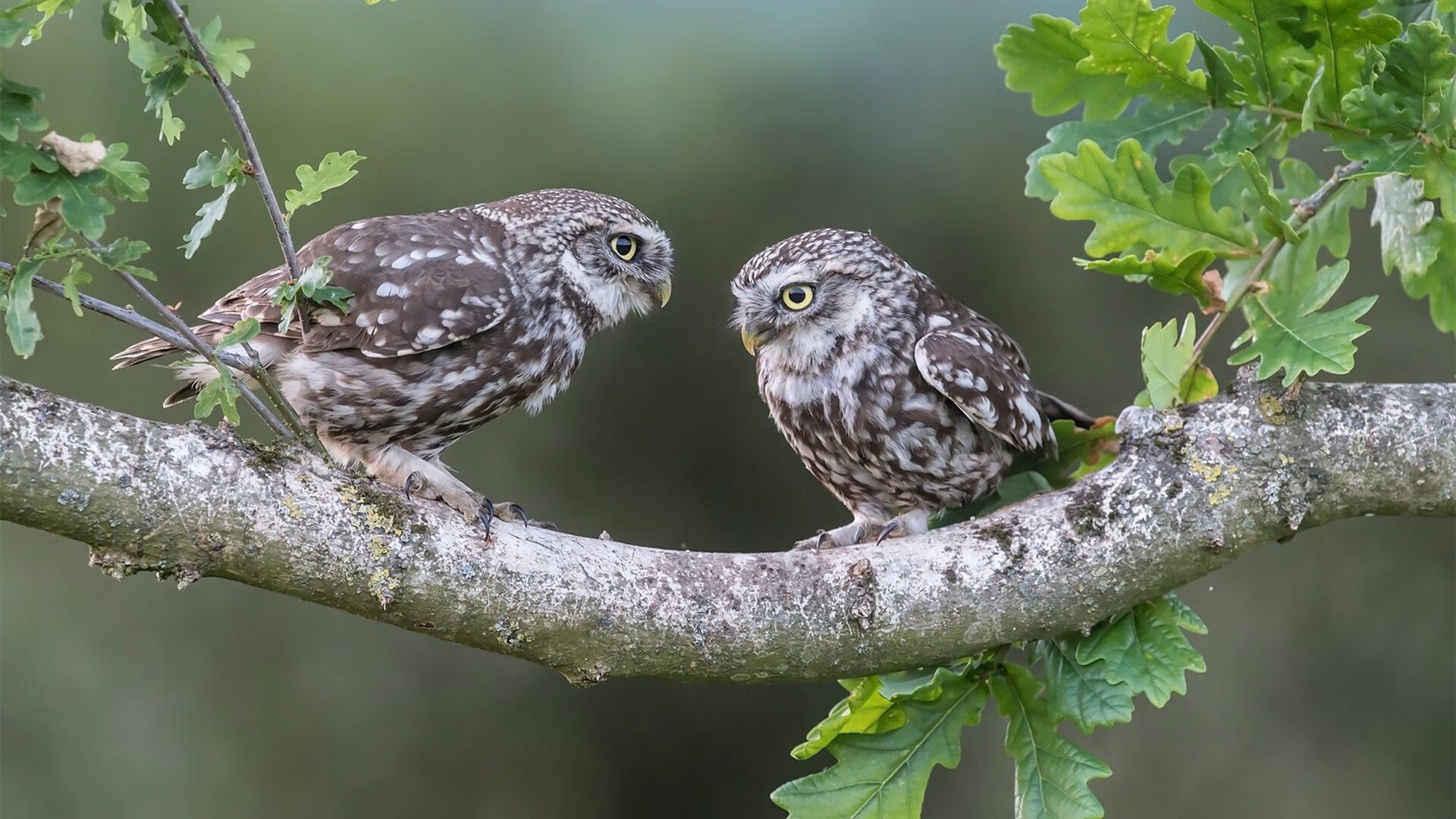 冰与火之歌，马刺三分雨淹没掘金，莫兰特化身铁链锁死对手
