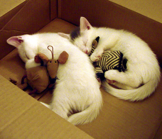 克莱,你拿什么解?