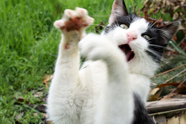 星尘入眼，与格列兹曼共舞于2026年玫瑰碗之夜