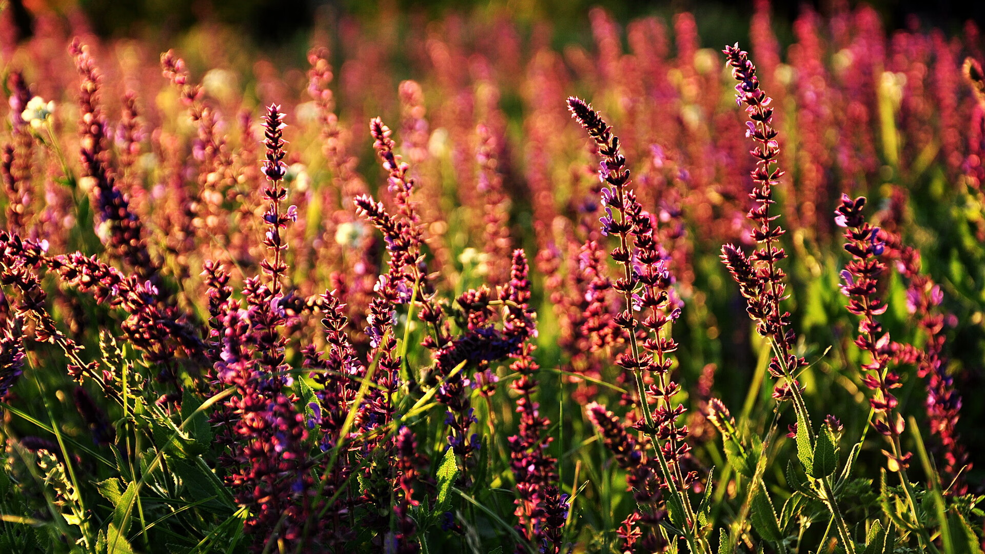 风雪哥本哈根的一根琴弦,帕尔默的唯一性与皇马险胜的绝密叙事
