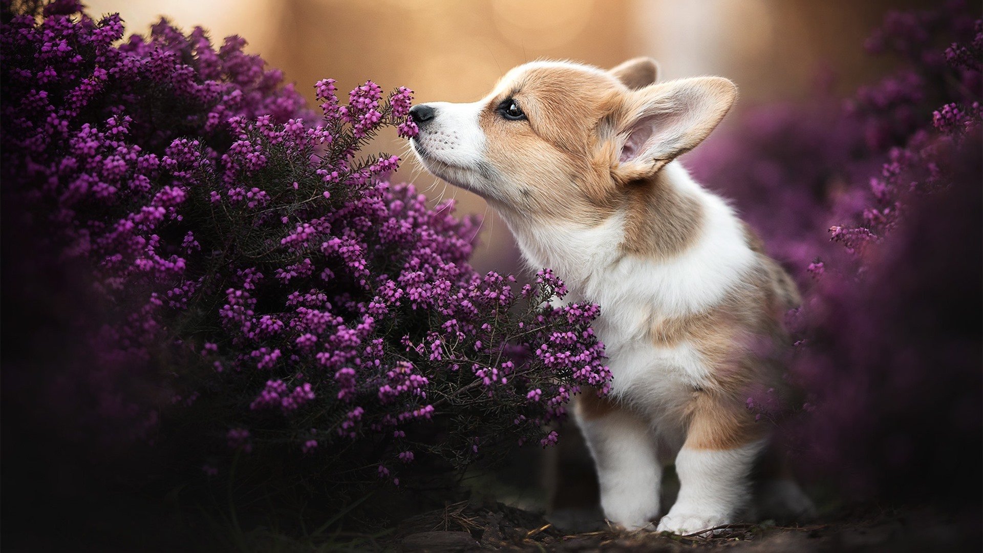 尤文压哨绝杀韩国劲旅，德甲争冠焦点战因之震荡