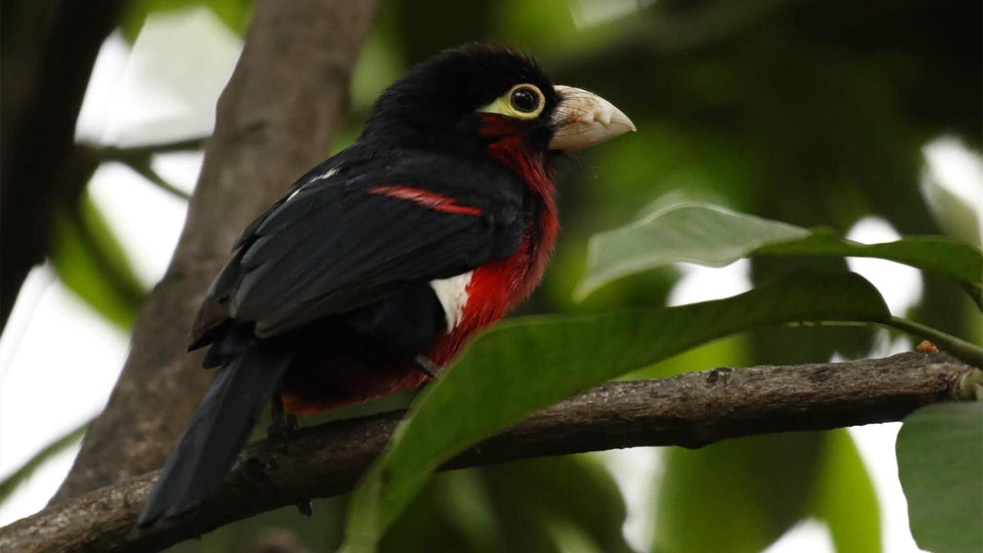 塞内加尔制霸罗马，拉亚英超接管，足球唯一性的双重奏