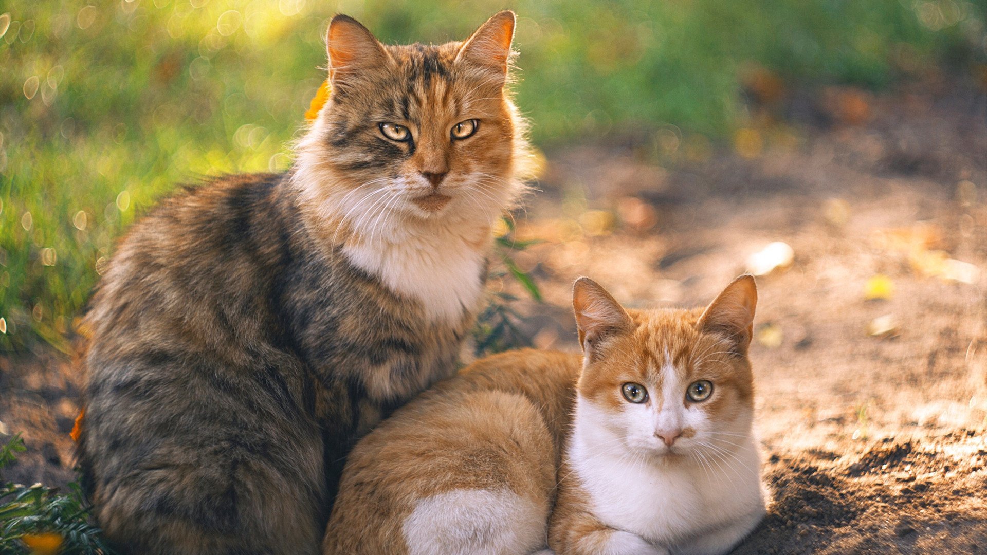 穿错球衣的救世主，当足球明星卢卡库踏上西决生死战场