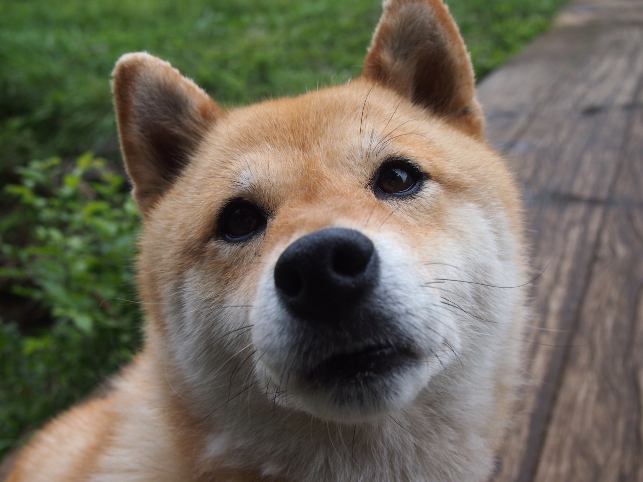 草根逆袭与孤胆英雄，山西队末节逆转鹈鹕，哈利伯顿空砍全场最佳