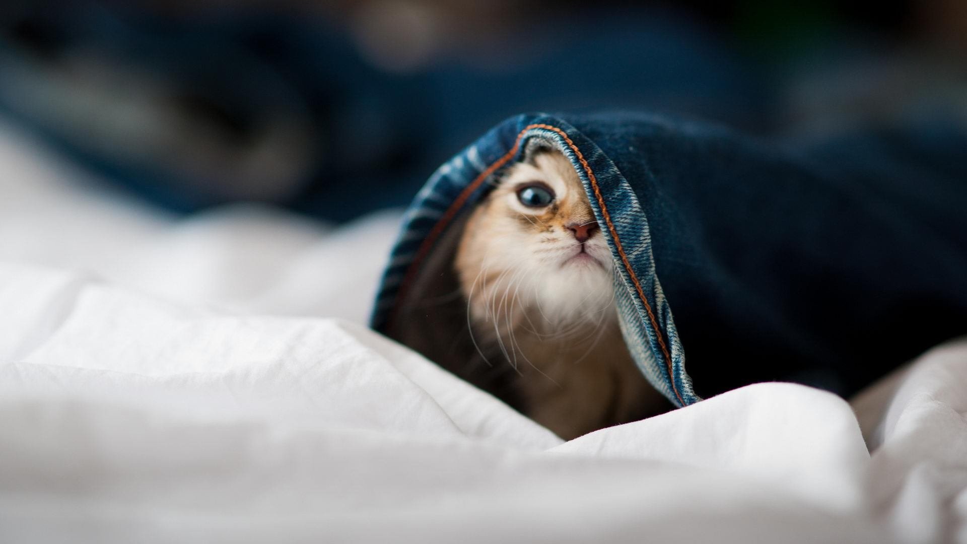 跨界统治力，老鹰的得分风暴与哈利伯顿的德比式传奇