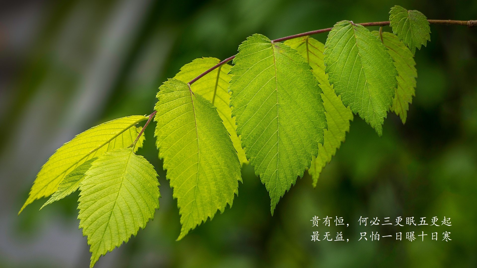 单刀赴会，费利克斯一锤定音，瑞士防反铁幕击碎乌兹别克斯坦世界杯梦